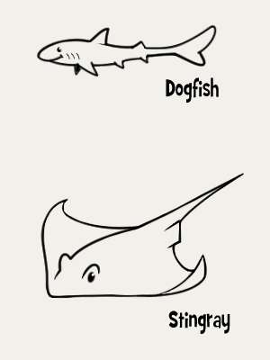 dogfish and string ray